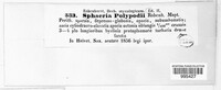 Plectosphaera polypodii image